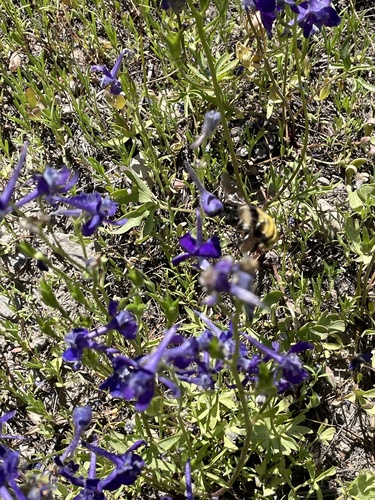iNaturalist observation photo of White-shouldered Bumble Bee