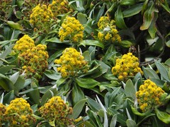 Brachyglottis stewartiae