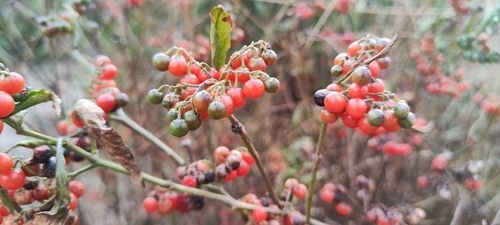 Solanum corymbosum, photograph 2