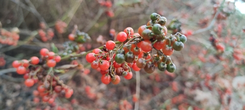 Solanum corymbosum, photograph 3