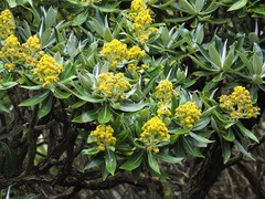 Brachyglottis stewartiae