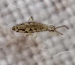 Entomobrya intermedia