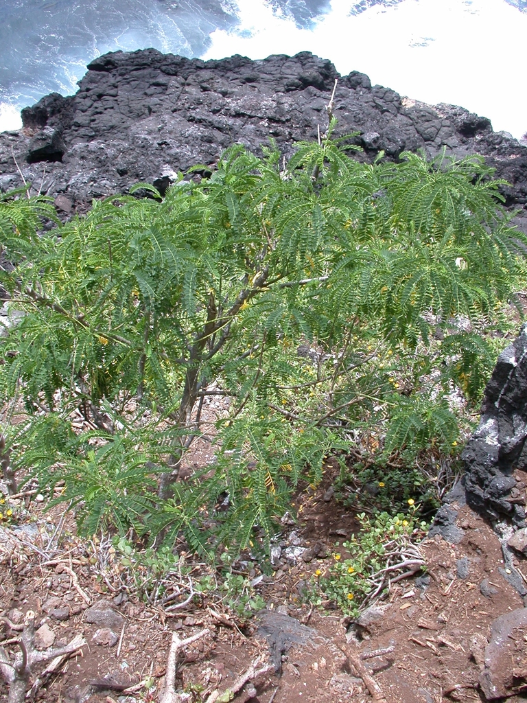 Sesbania marchionica F.Br.