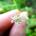 Carolina Saxifrage - Photo (c) Rebecca Stubbs, some rights reserved (CC BY-NC), uploaded by Rebecca Stubbs