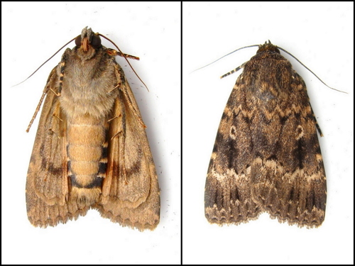 Svensson's Copper Underwing, photo 6 of 9