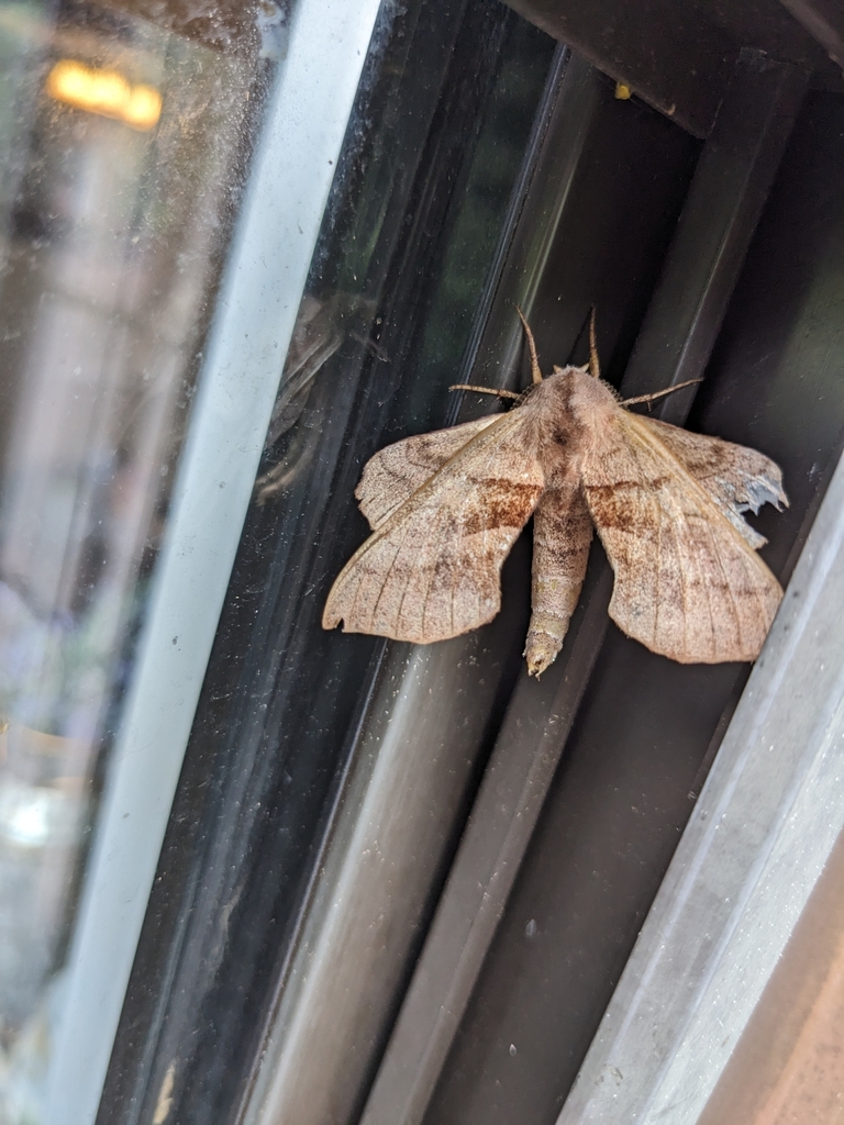 Walnut Sphinx from Weaverville, NC 28787, USA on July 9, 2023 at 03:47 ...