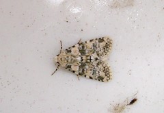 Bryophila domestica