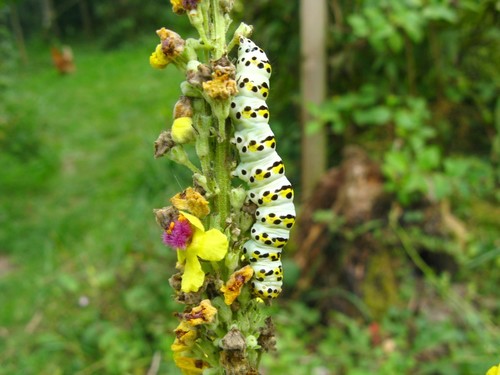Cucullia lychnitis