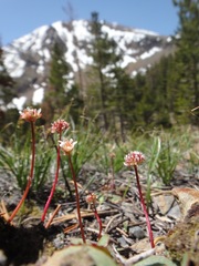 Micranthes aprica