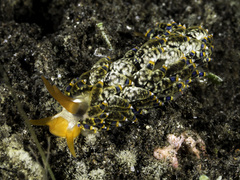 Trinchesia diversicolor