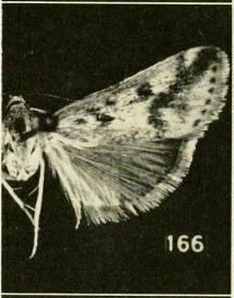 Achyra brasiliensis
