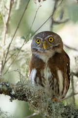 Tamaulipas Pygmy-Owl photo 3