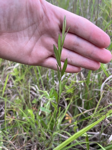 May Prairie aster (Symphyotrichum estesii)