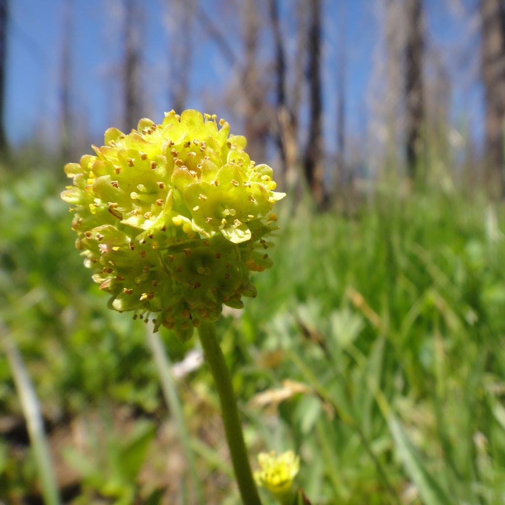 Tiny Swamp Saxifrage