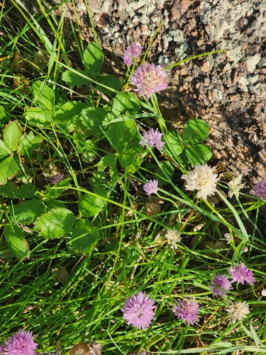 Allium schoenoprasum