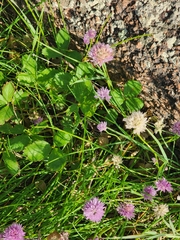 Schnittlauch (Allium schoenoprasum): Herkunft und Verwendung — Foto 3