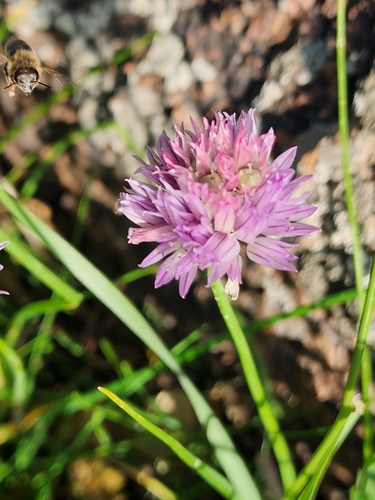 Allium schoenoprasum