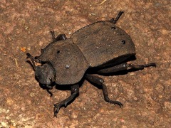 Anomalipus decosteri