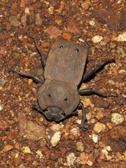 Anomalipus decosteri