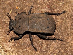 Anomalipus decosteri