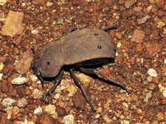 Anomalipus decosteri