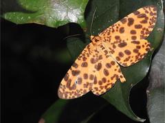 Epobeidia tigrata tigrata