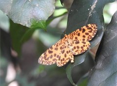 Epobeidia tigrata tigrata