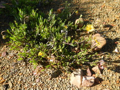 Osteospermum sinuatum