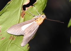 Asota subsimilis