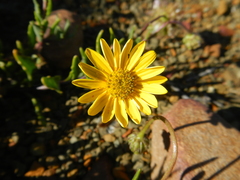 Osteospermum sinuatum