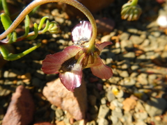 Osteospermum sinuatum