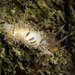 Coryphella verrucosa rufibranchialis - Photo (c) jim-anderson, alguns direitos reservados (CC BY-NC), uploaded by jim-anderson