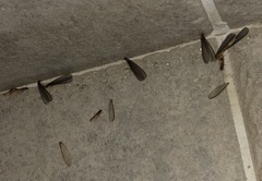 Sinocapritermes mushae