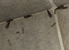 Sinocapritermes mushae