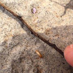 Coptotermes formosanus