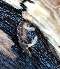 Coptotermes formosanus