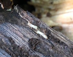 Coptotermes formosanus