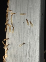 Coptotermes formosanus