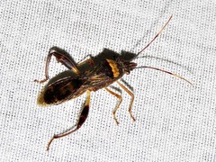 Tupalus fasciatus
