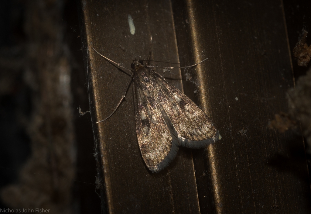 Araeomorpha
