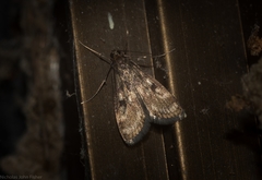 Araeomorpha diplopa