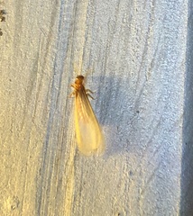 Coptotermes formosanus