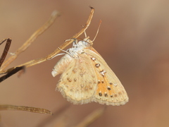 Aloeides damarensis