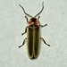 Ignited Firefly - Photo (c) aaronr, some rights reserved (CC BY-NC), uploaded by aaronr