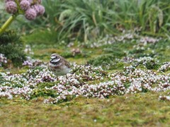 Charadrius bicinctus exilis