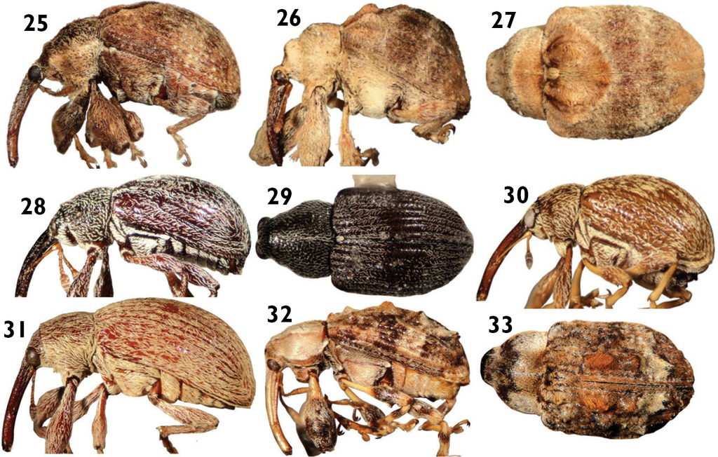 Boll Weevil