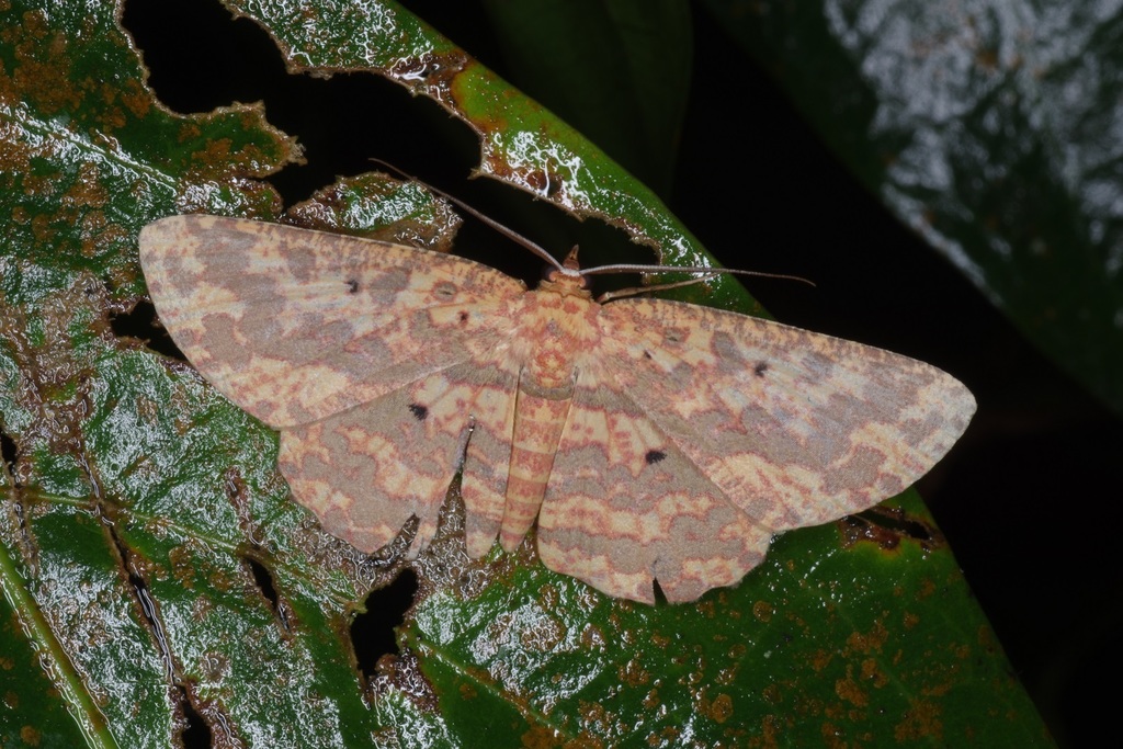 Borbacha punctipardaria