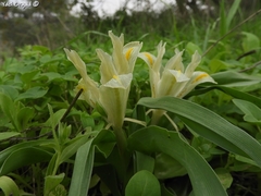 Iris palaestina