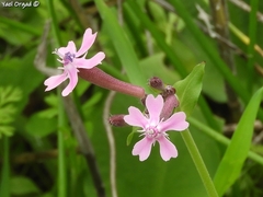 Silene aegyptiaca