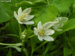Ornithogalum montanum
